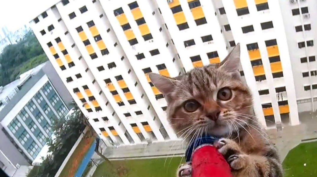 Γάτα στη Σιγκαπούρη