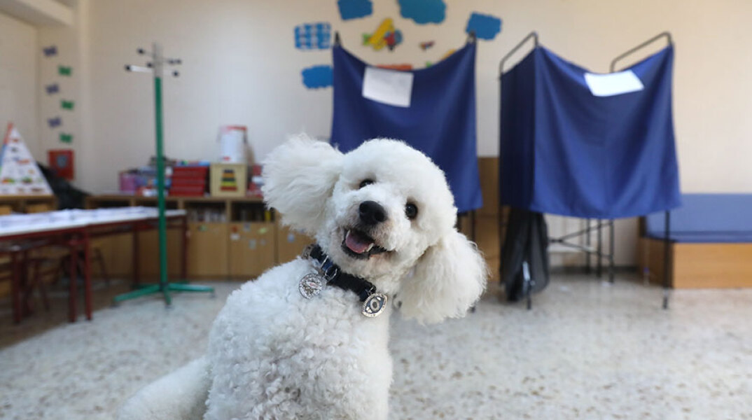 dog-greek-elections