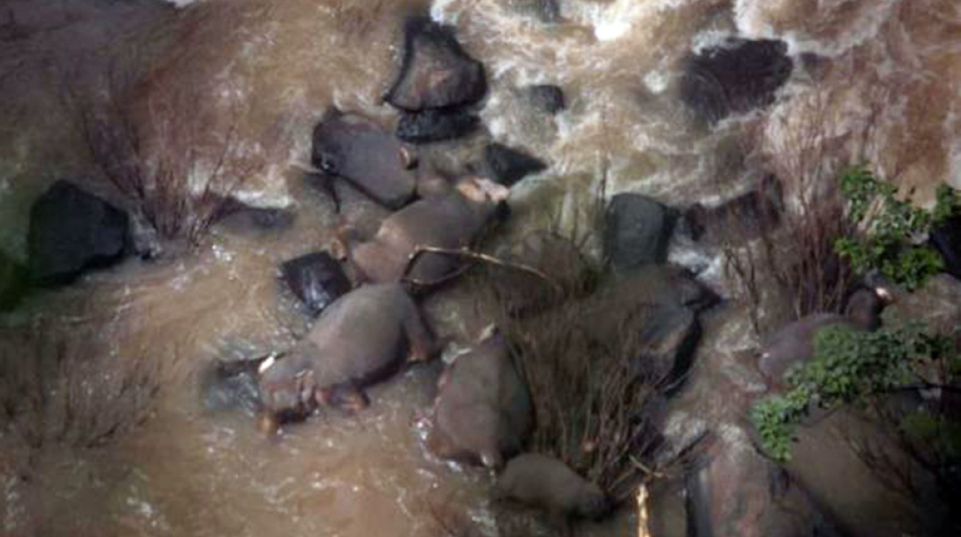 Μαζικός θάνατος ελεφάντων