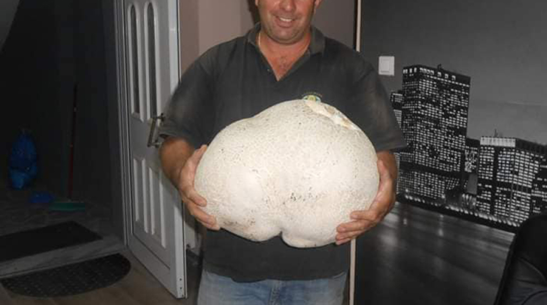 Μανιτάρι γίγας