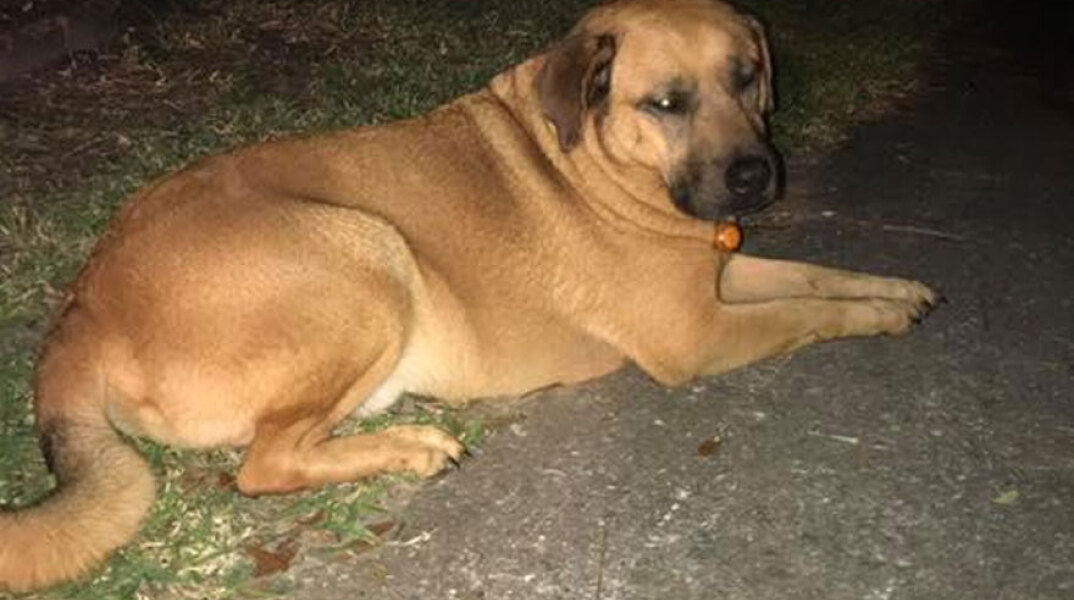 Σκύλος έσωσε τον ιδιοκτήτη του από πυρκαγιά σε σπίτι