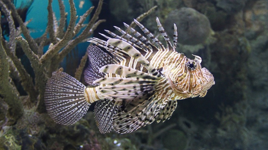 lion-fish