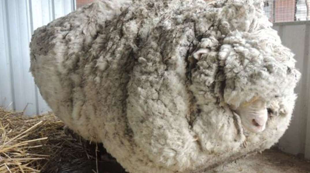 Πρόβατο Κρις