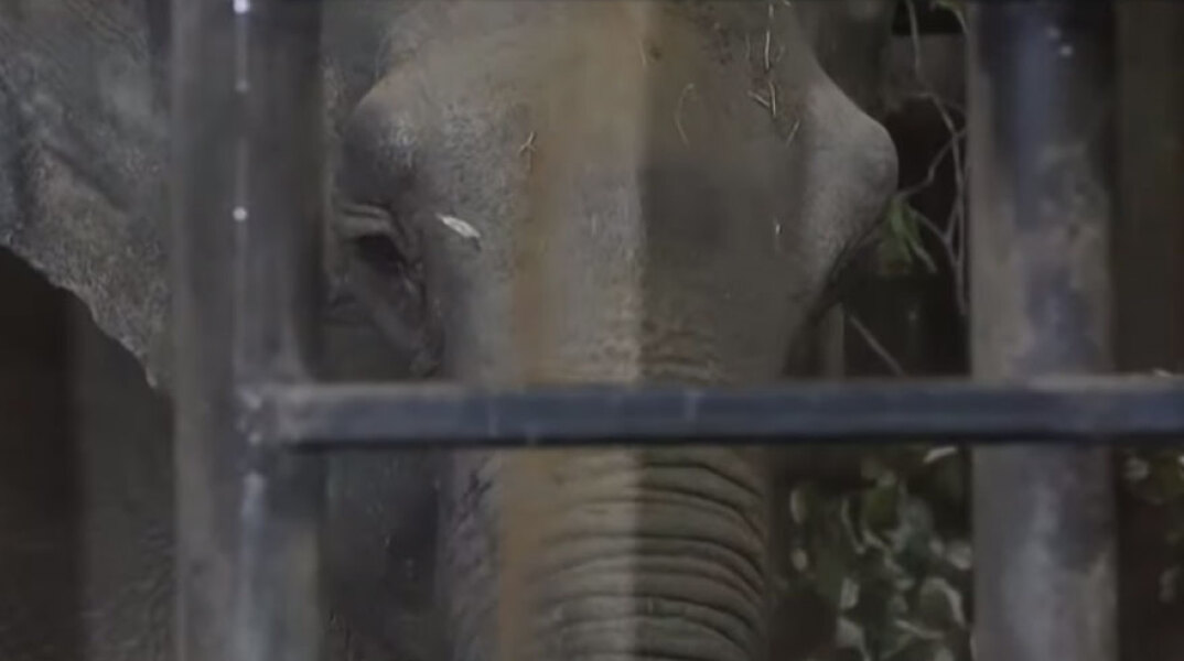 Γέρικος ελέφαντας αφέθηκε ελεύθερος στη φύση - Είχε περάσει δεκαετίες σε τσίρκο