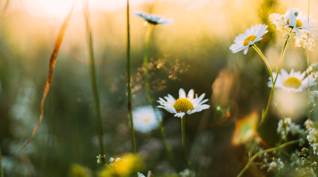 Η τυραννία της Άνοιξης