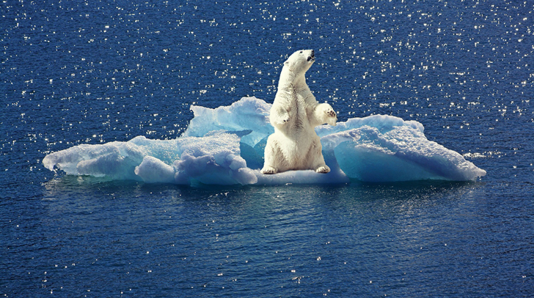 polar-bear-2199534_1920.jpg
