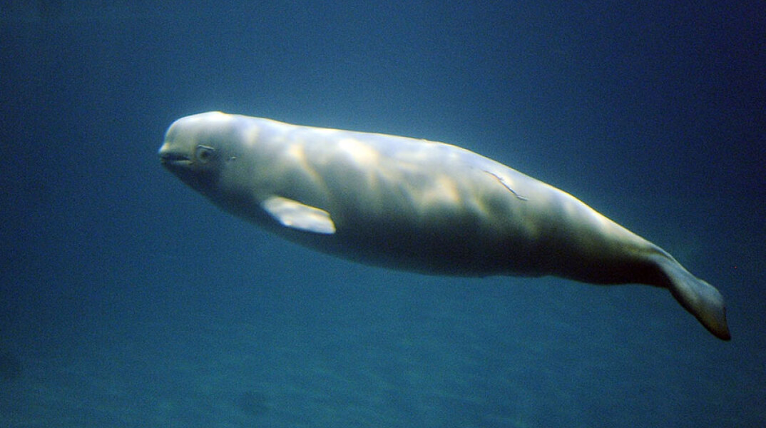 beluga-whales1