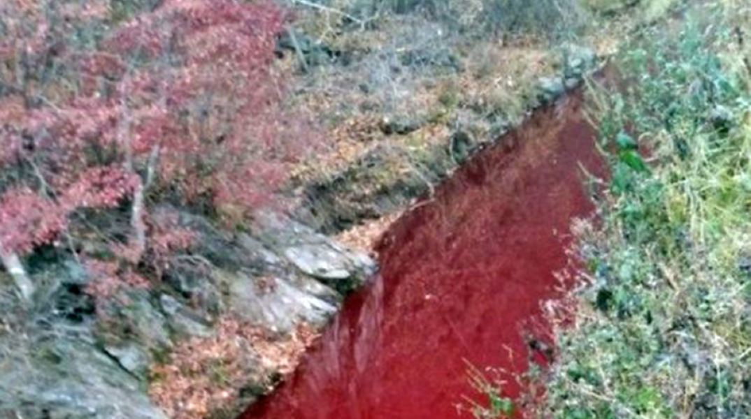 Ποτάμι με αίμα χοίρων 