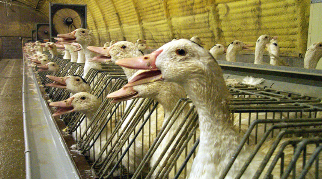 foie-gras.jpg
