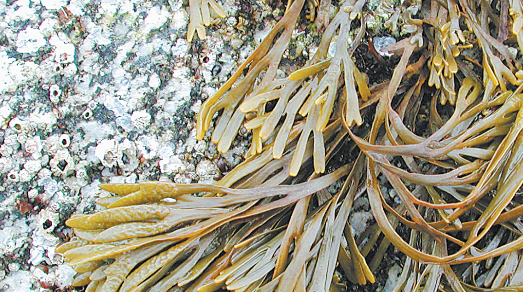 Φύκια: Σύμμαχος στην ομορφιά