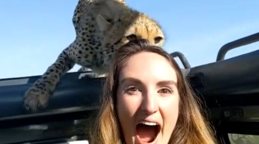 Τσιτάχ στην Τανζανία, μια ανάσα από το κεφάλι επιβάτη σε αυτοκίνητο