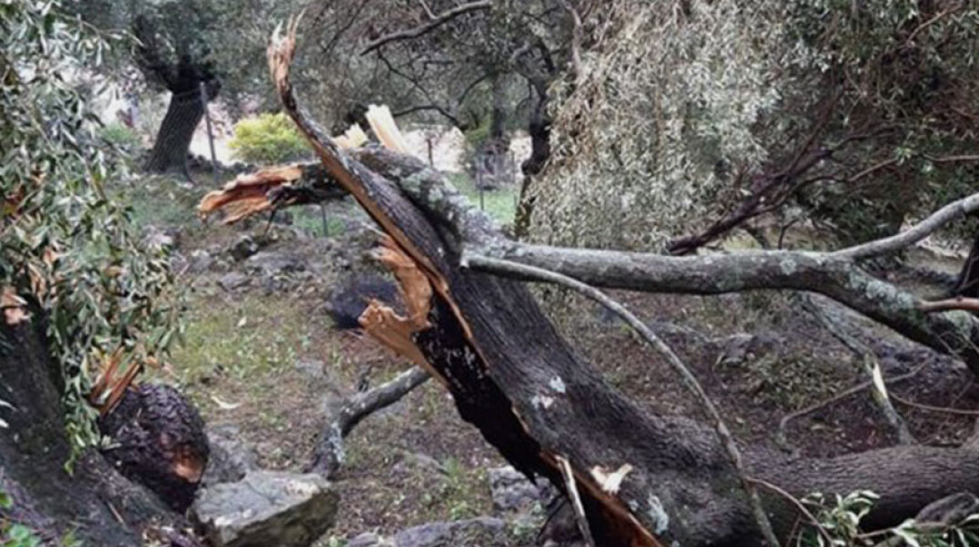 Κακοκαιρία στην Κέρκυρα - Δέντρα κόπηκαν στη μέση