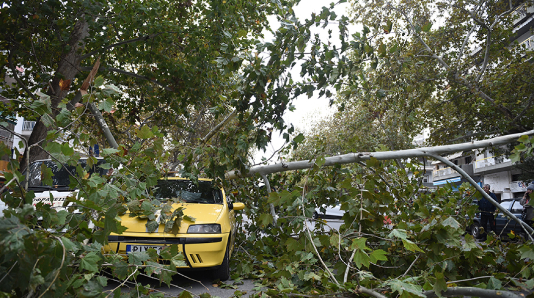 Πτώσεις δέντρων στη Θεσσαλονίκη