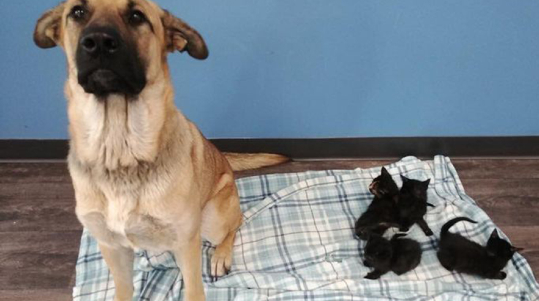 Η ηρωίδα Σερένιτι