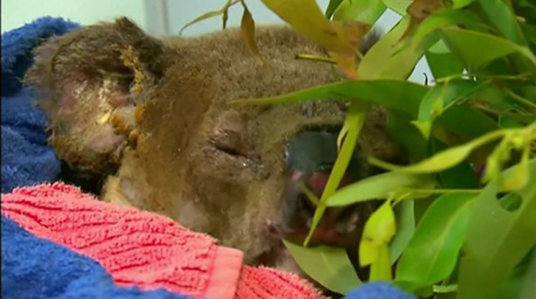 Κοάλα Λούις