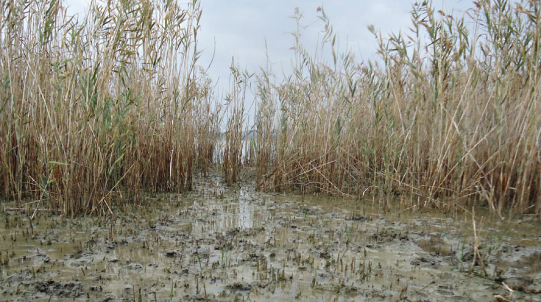 Θεσσαλονίκη, Κιλκίς, Πικρολίμνη
