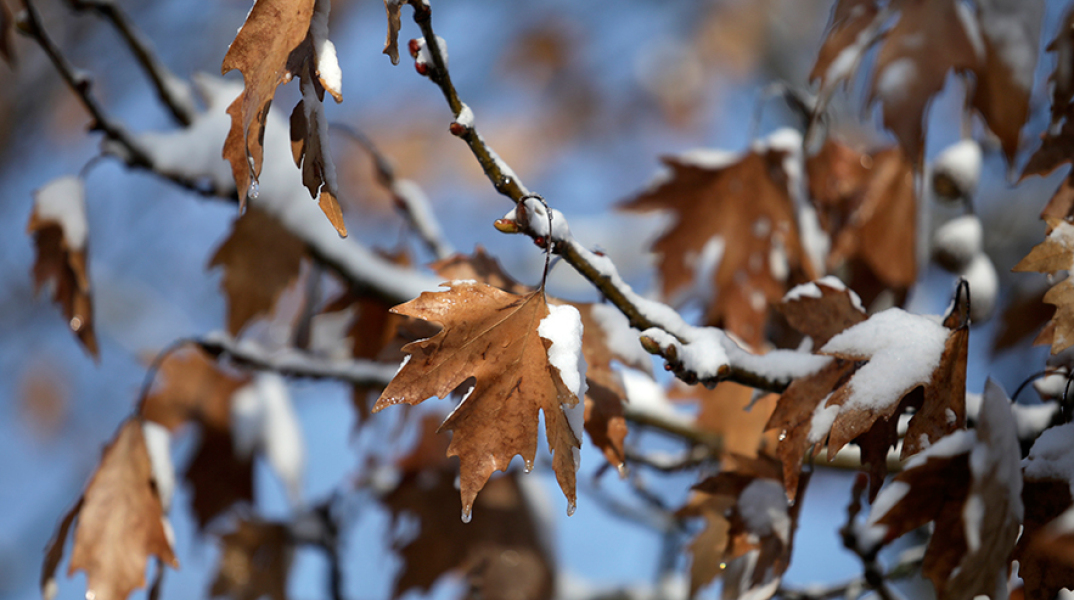 Χιονόπτωση