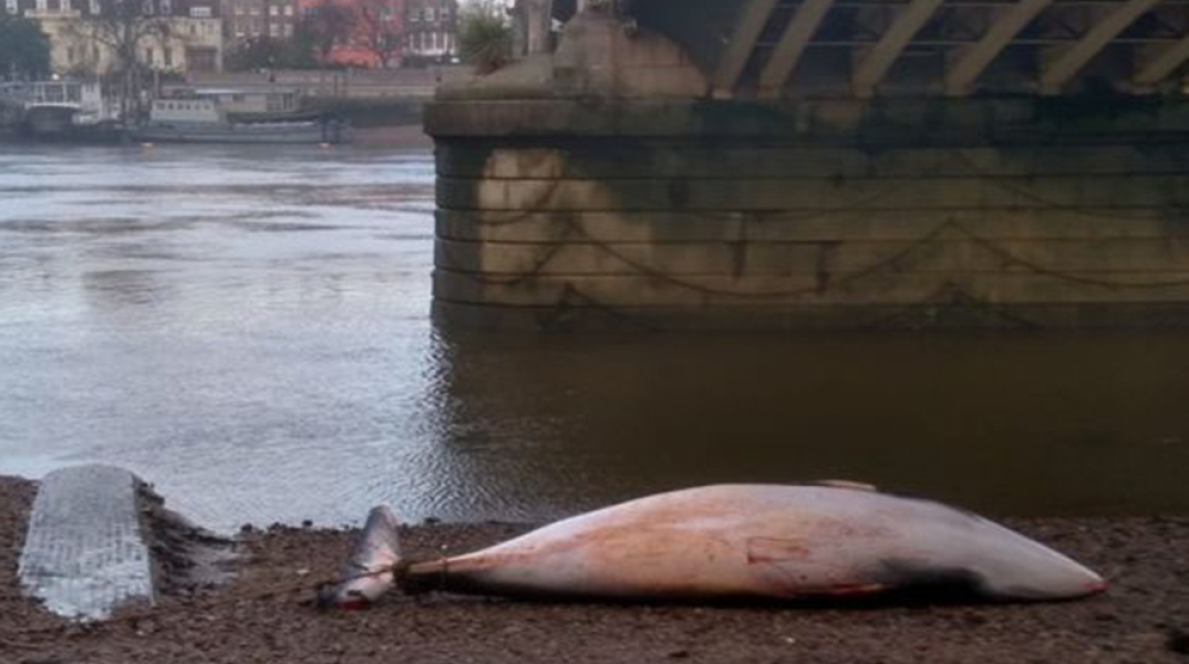 Νεκρή φάλαινα στον Τάμεση