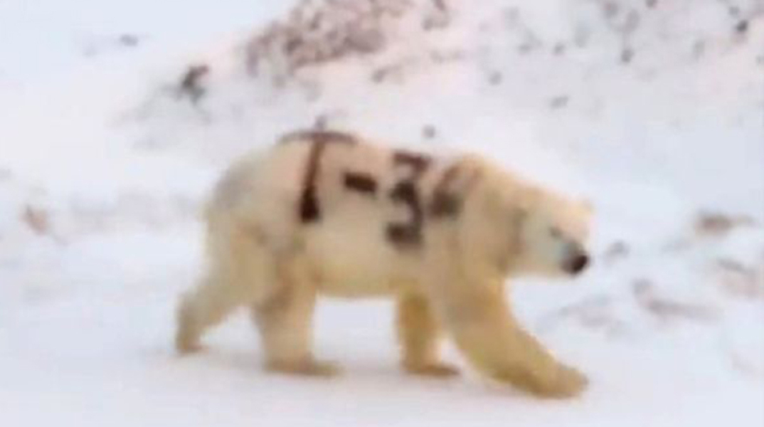 Πολική αρκούδα στην αρκτική Ρωσία 
