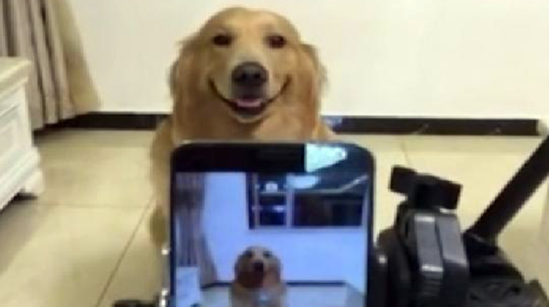 Το χαμόγελο του... σκύλου