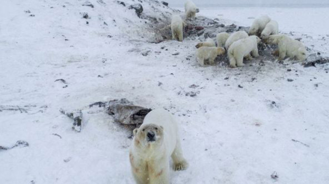 Πολικές αρκούδες 