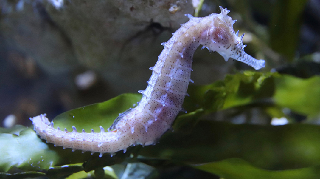 seahorse-4075564_1920