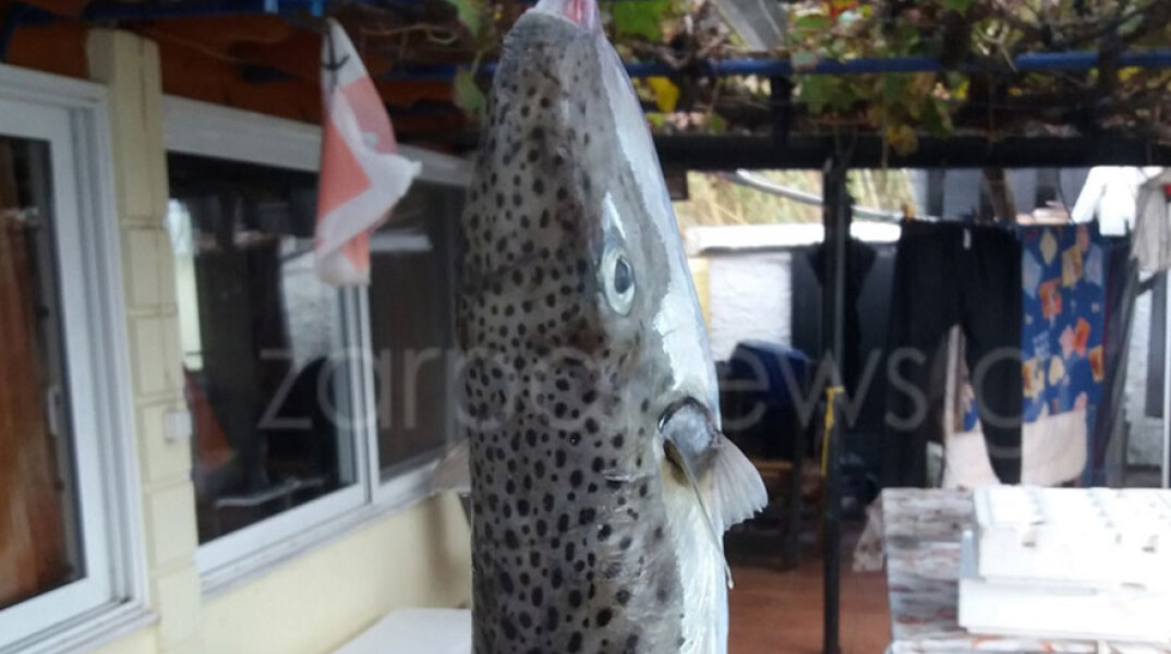 Λαγοκέφαλος... γίγας στα δίχτυα ψαρά στην Κρήτη