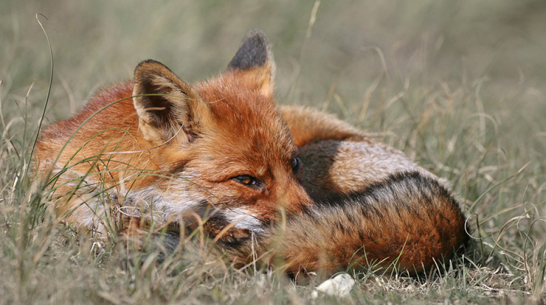 fox.jpg