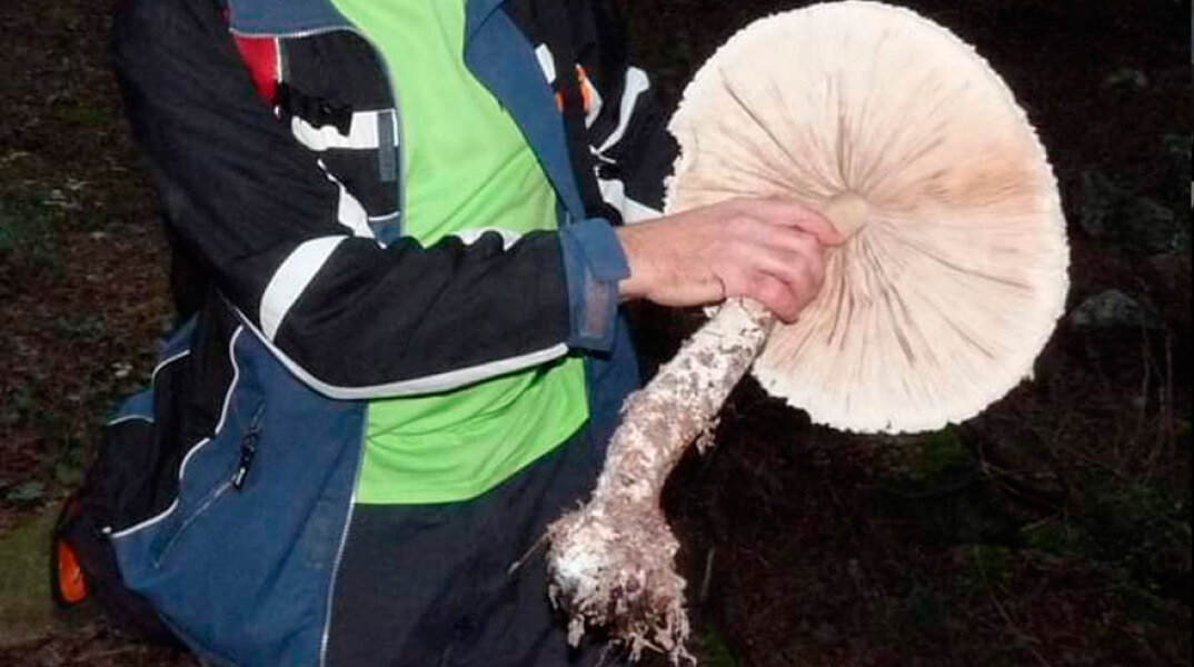 Μανιτάρι-γίγας στην Ξάνθη