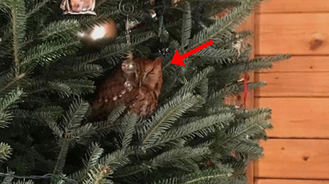 ΗΠΑ: Αληθινή κουκουβάγια «φώλιασε» σε χριστουγεννιάτικο δέντρο σπιτιού