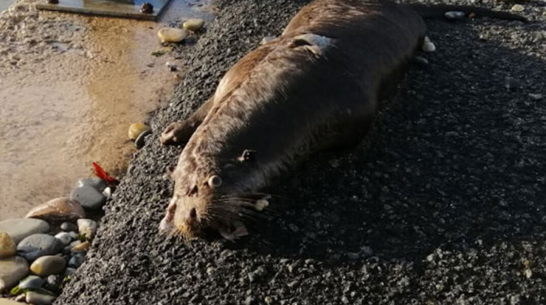 Νεκρή σπάνια ευρωπαϊκή ενυδρίδα στην Αργολίδα