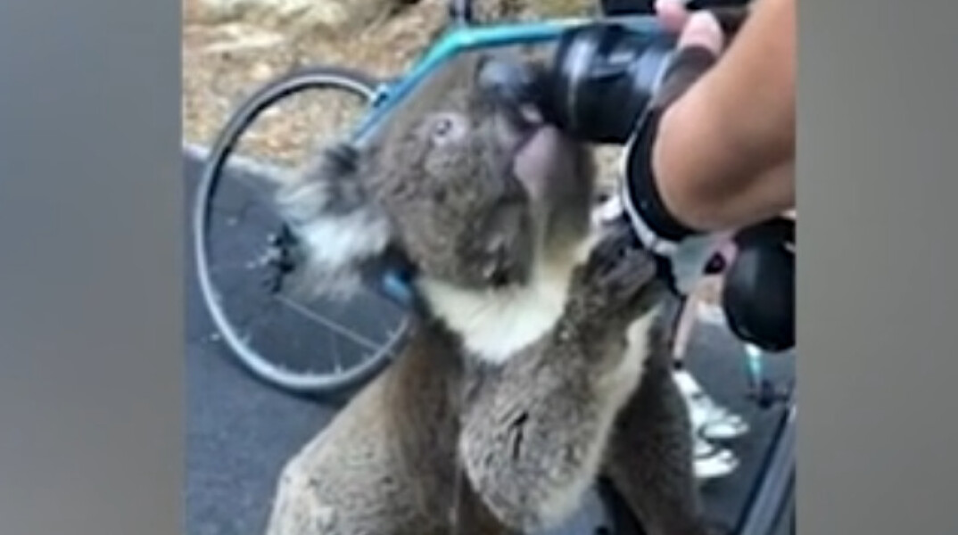 koala-thirsty