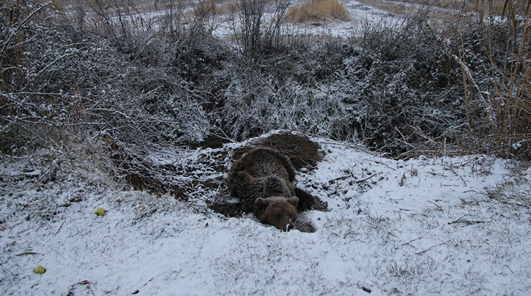 Η αρσενική αρκούδα εντοπίστηκε κοντά στον οικισμό Λευκώνα Πρεσπών 