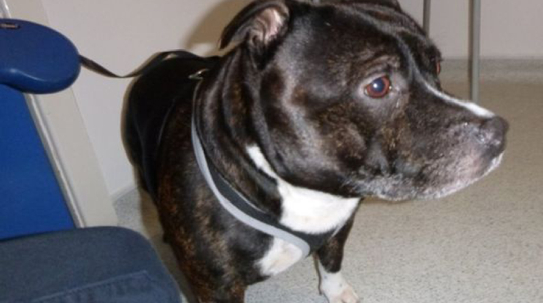 Η συγκινητική ιστορία εγκατάλειψης του Cracker 