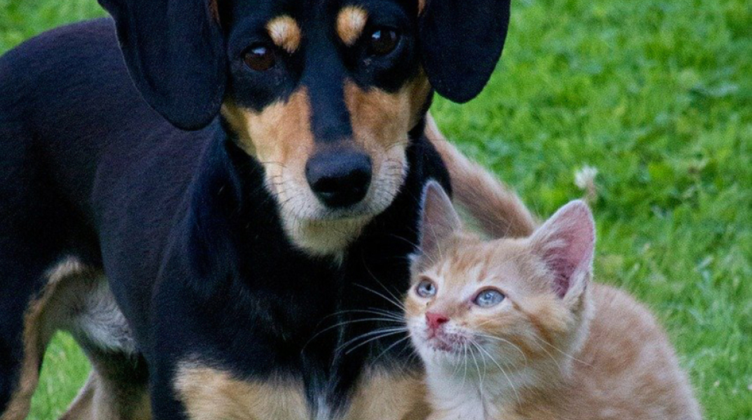 Καταγγελίες για βασανισμούς κουταβιών και γατιών