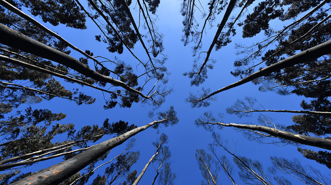 Αυστραλία, καμένη γη