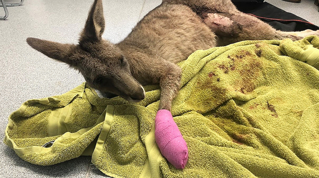 Εκατοντάδες τα καγκουρό με εγκαύματα στην Αυστραλία