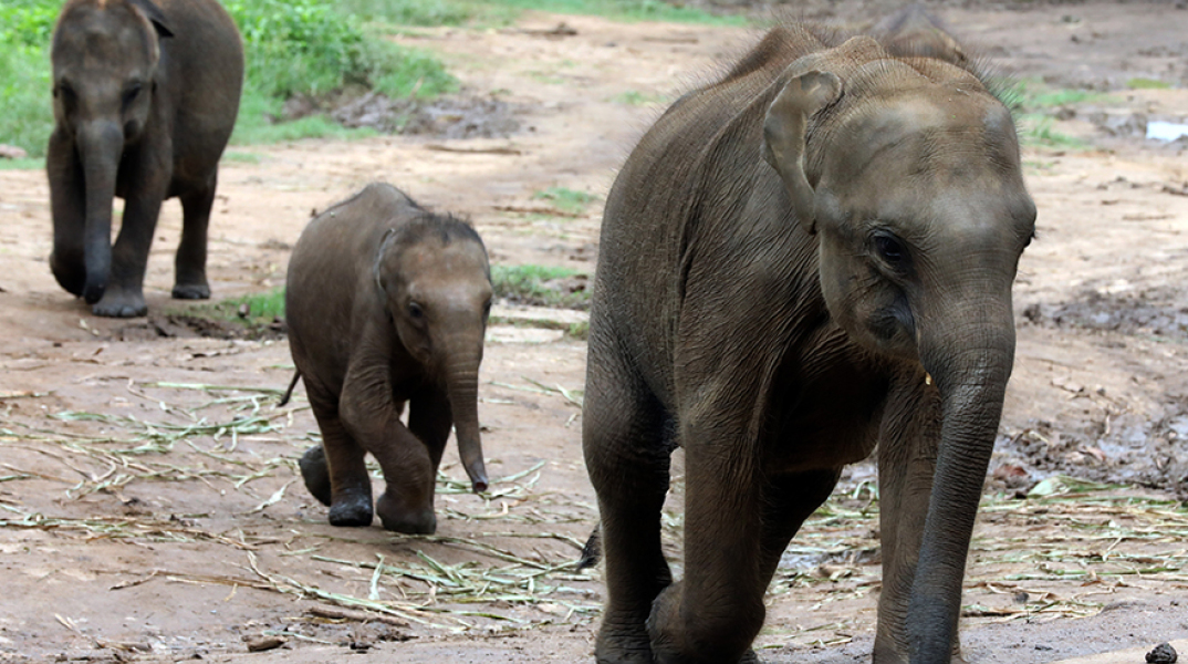 Αποδεκατισμένος ο πληθυσμός των ελεφάντων στη Σρι Λάνκα