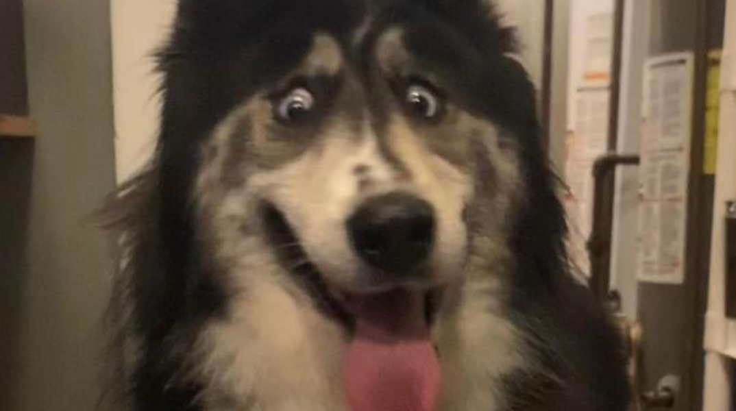 Το χάσκι Τζούμπιλι 