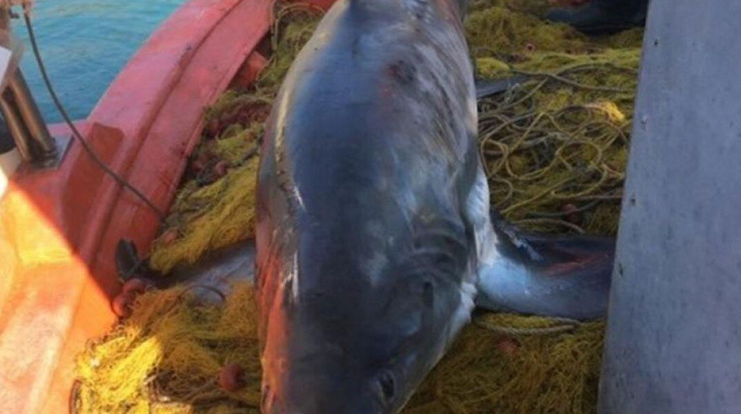 «Γερή» ψαριά στον Βόλο: Έβγαλε καρχαρία 4 μέτρων