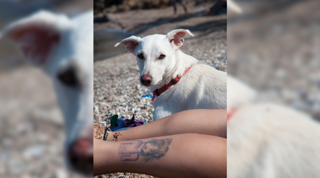 Ματούλα Ζαμάνη