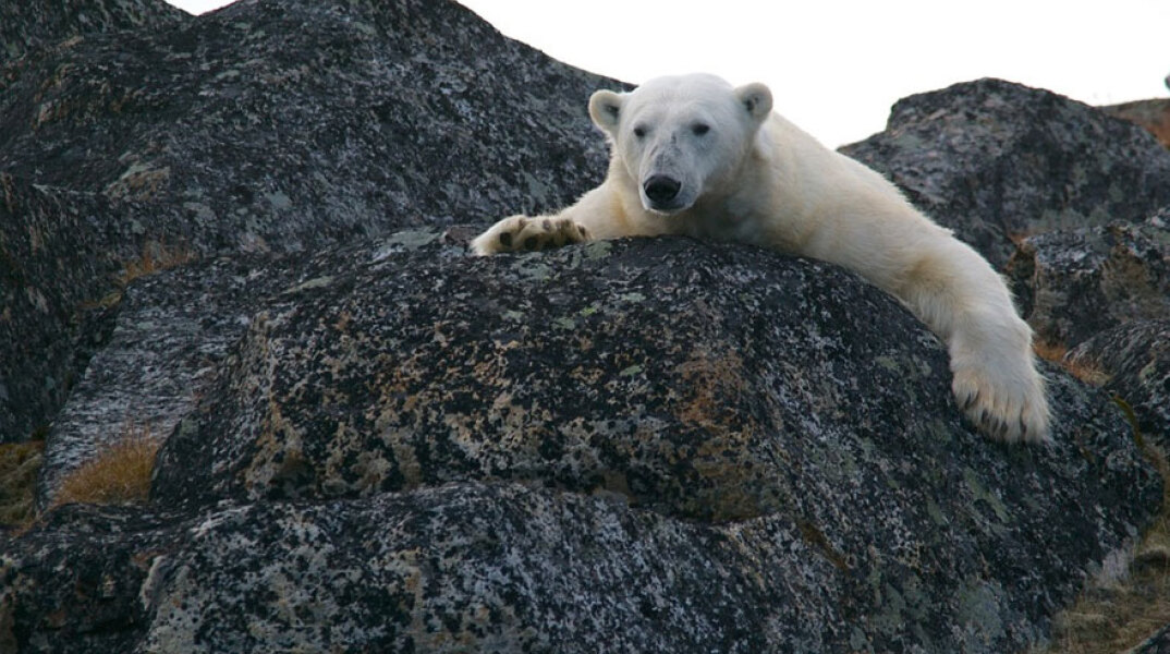 Πολική αρκούδα