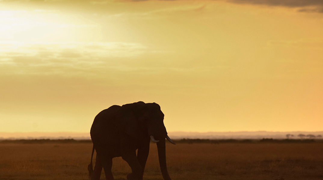 Κένυα, η γη των ελεφάντων