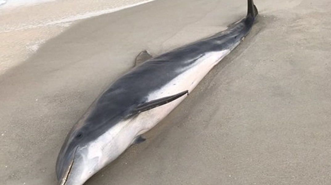 Ένα από τα δύο νεκρά δελφίνια στη Φλόριντα
