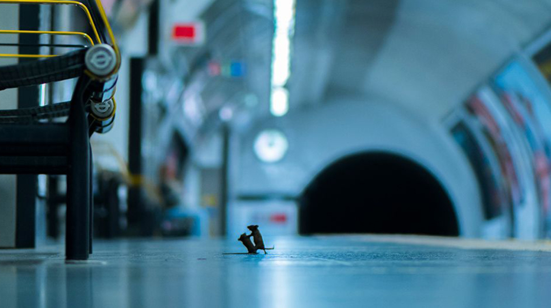 Φωτογραφία Άγριας Ζωής 