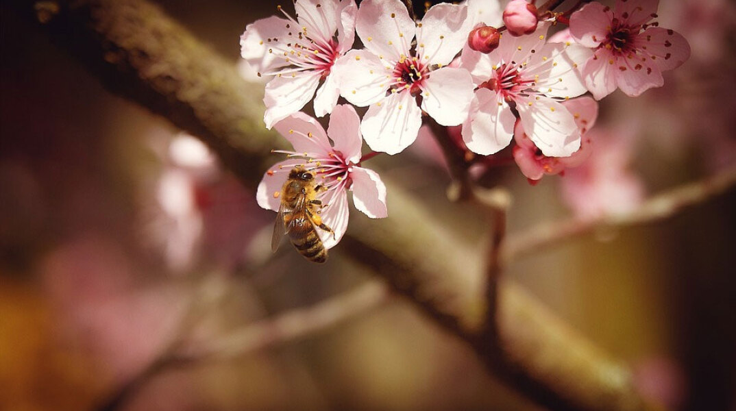 Μέλισσα επικονιάζει αμυγδαλιά στην Καλιφόρνια