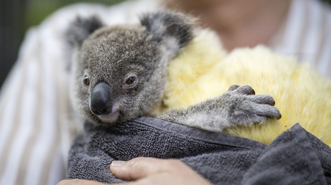 Εκατοντάδες κοάλα χάθηκαν στις φωτιές της Αυστραλίας 