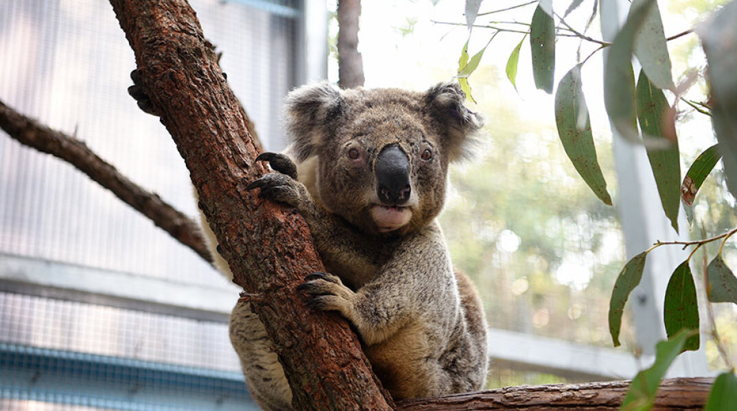 Αυστραλία: Ένα από τα κοάλα που σώθηκε από τις καταστροφικές πυρκαγιές