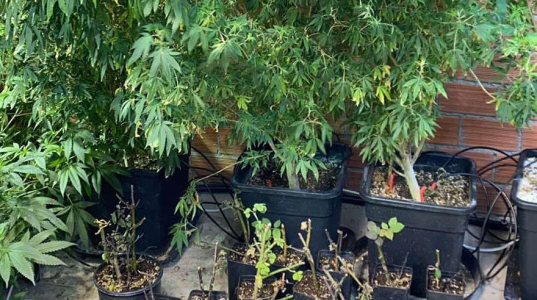 «Δάση» κάνναβης σε τρία σπίτια εντόπισαν αστυνομικοί στην Αθήνα και την Εύβοια - Εξαρθρώθηκε κύκλωμα