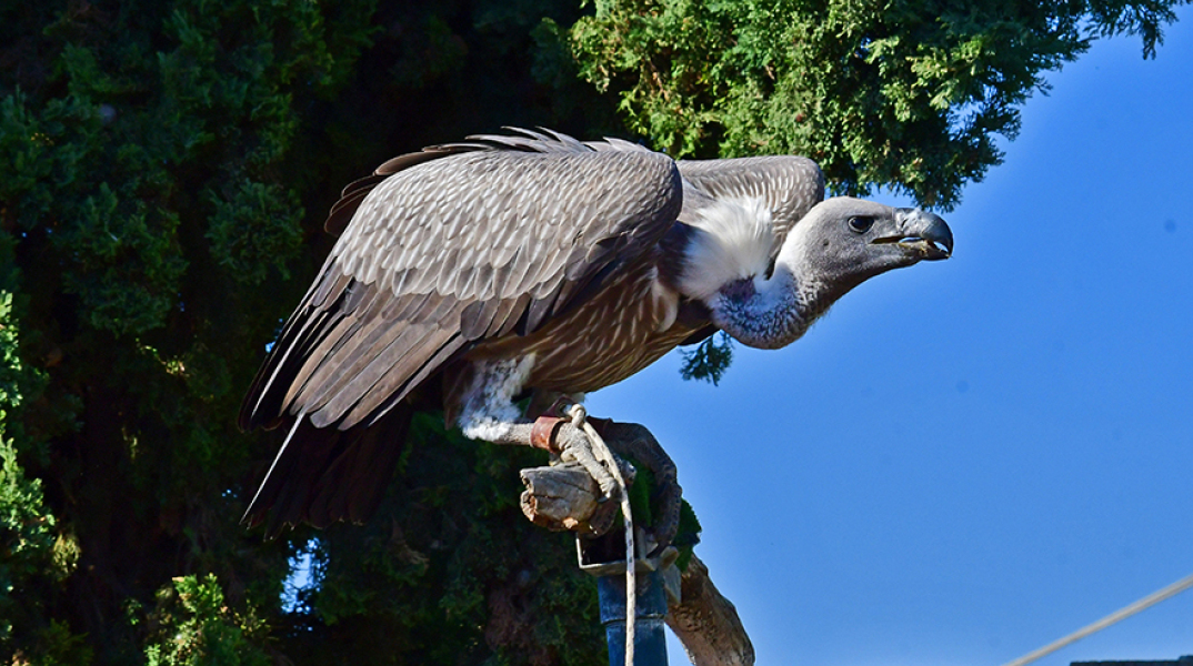 Οι γερκάρηδες του Αττικού Πάρκου